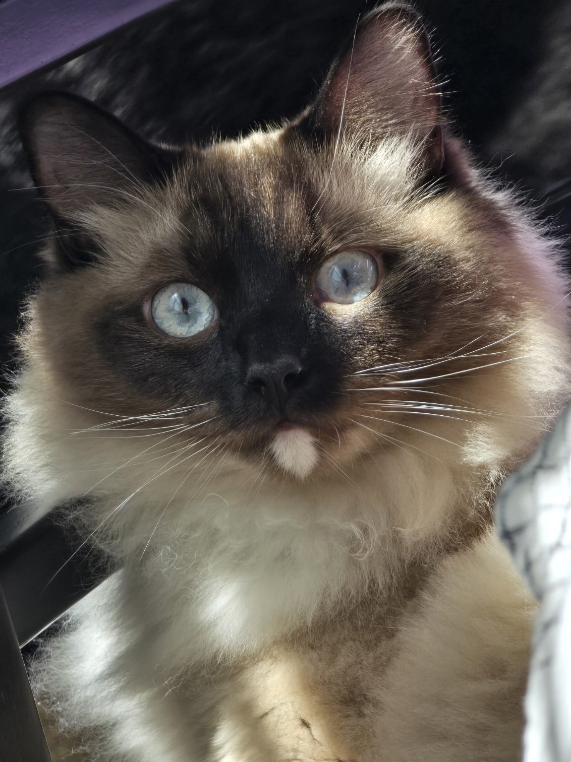 Dr. Hawkins’s blue-eyed cat resting in the sunlight