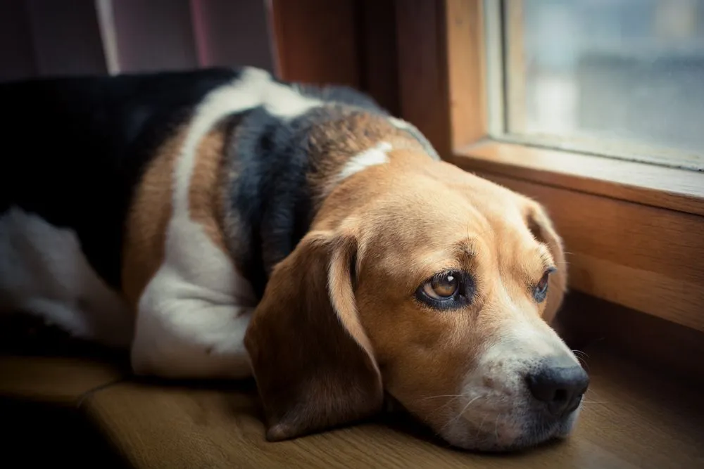 A beagle enjoying a quiet moment at home