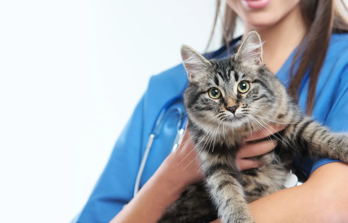 A pet receiving gentle attention