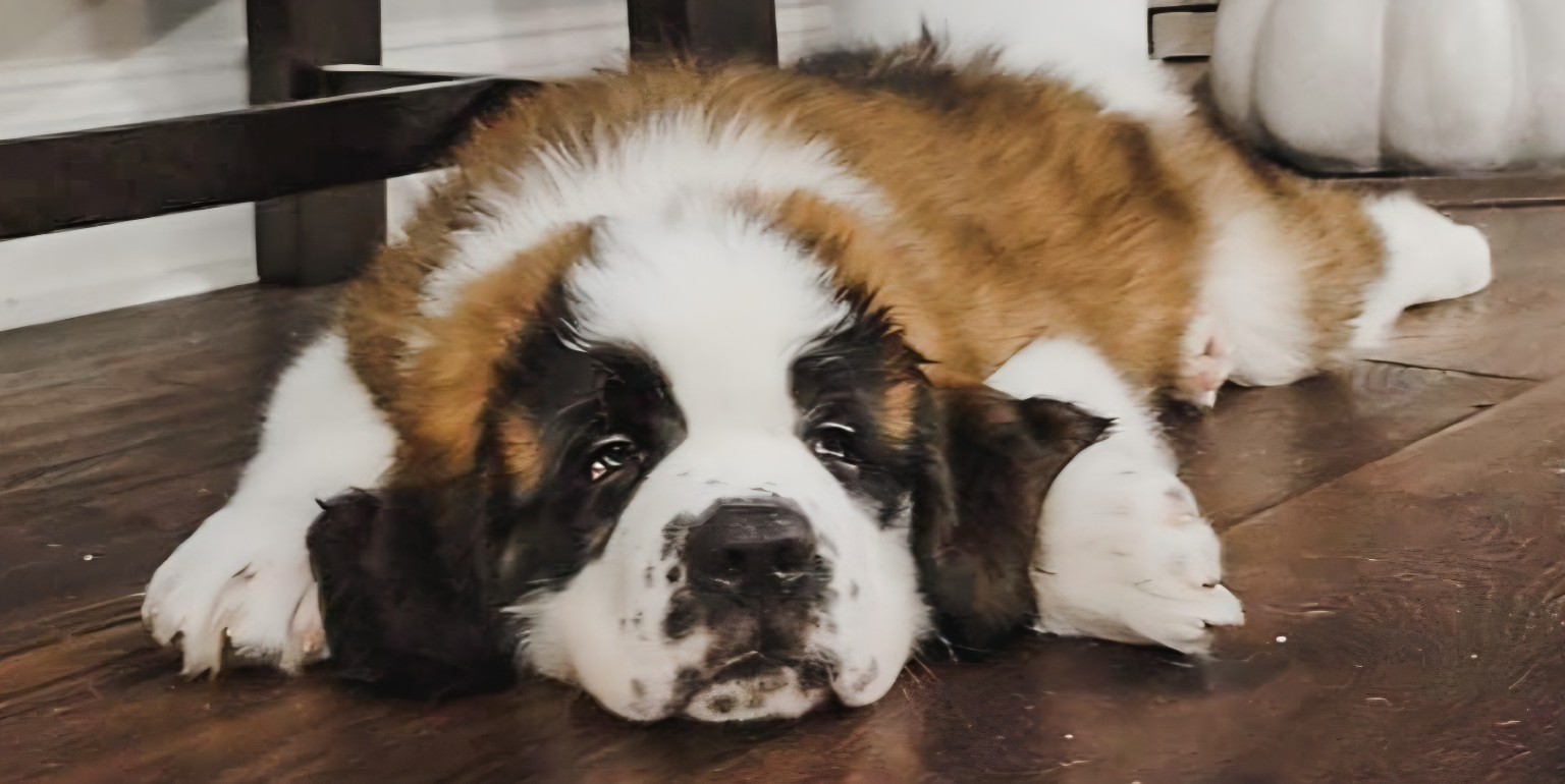 A Saint Bernard resting comfortably at home