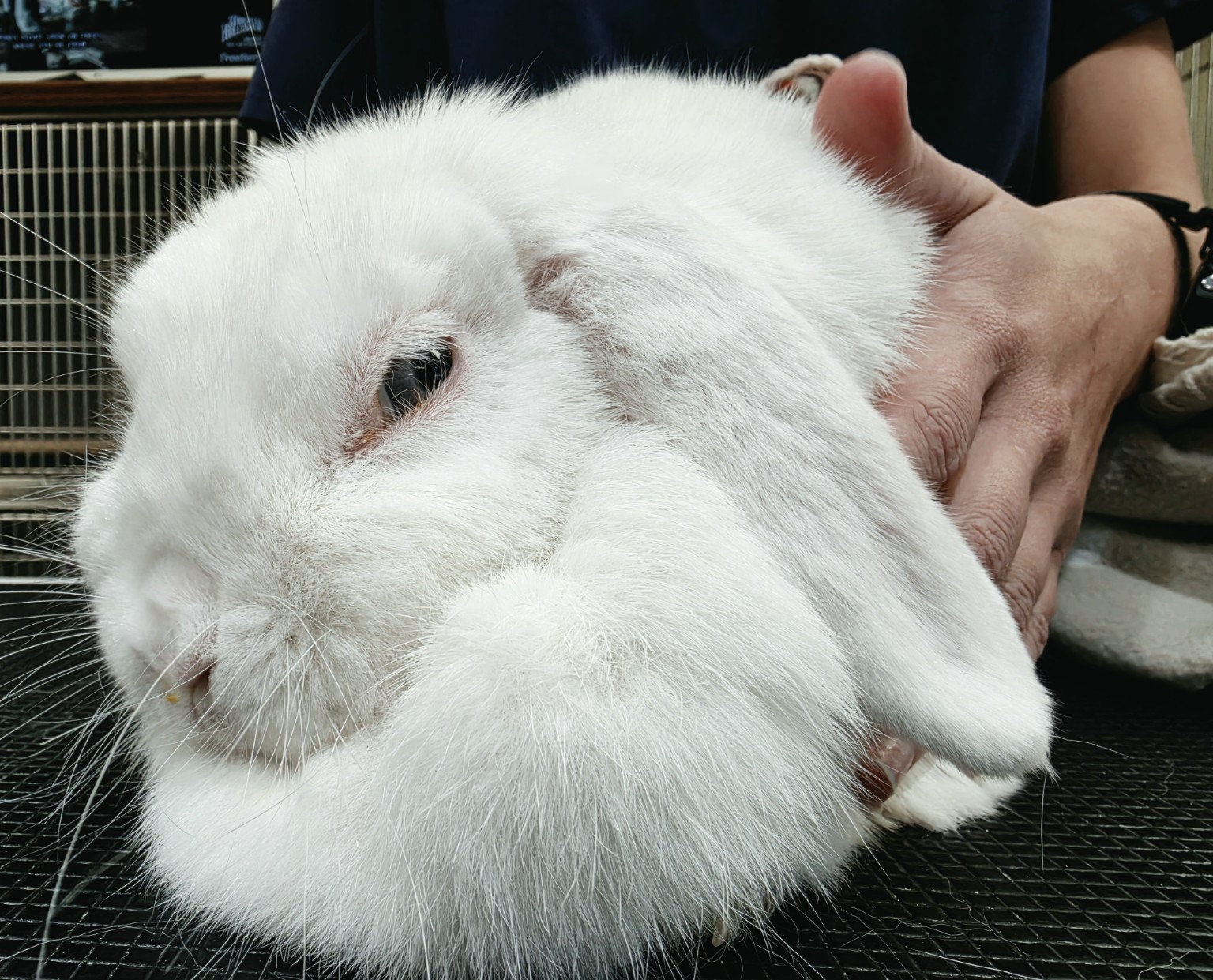 A white lop-eared rabbit being gently held at Westside Animal Hospital